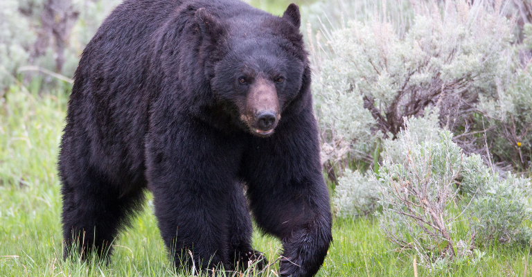 What to Do if You Encounter a Wild Animal