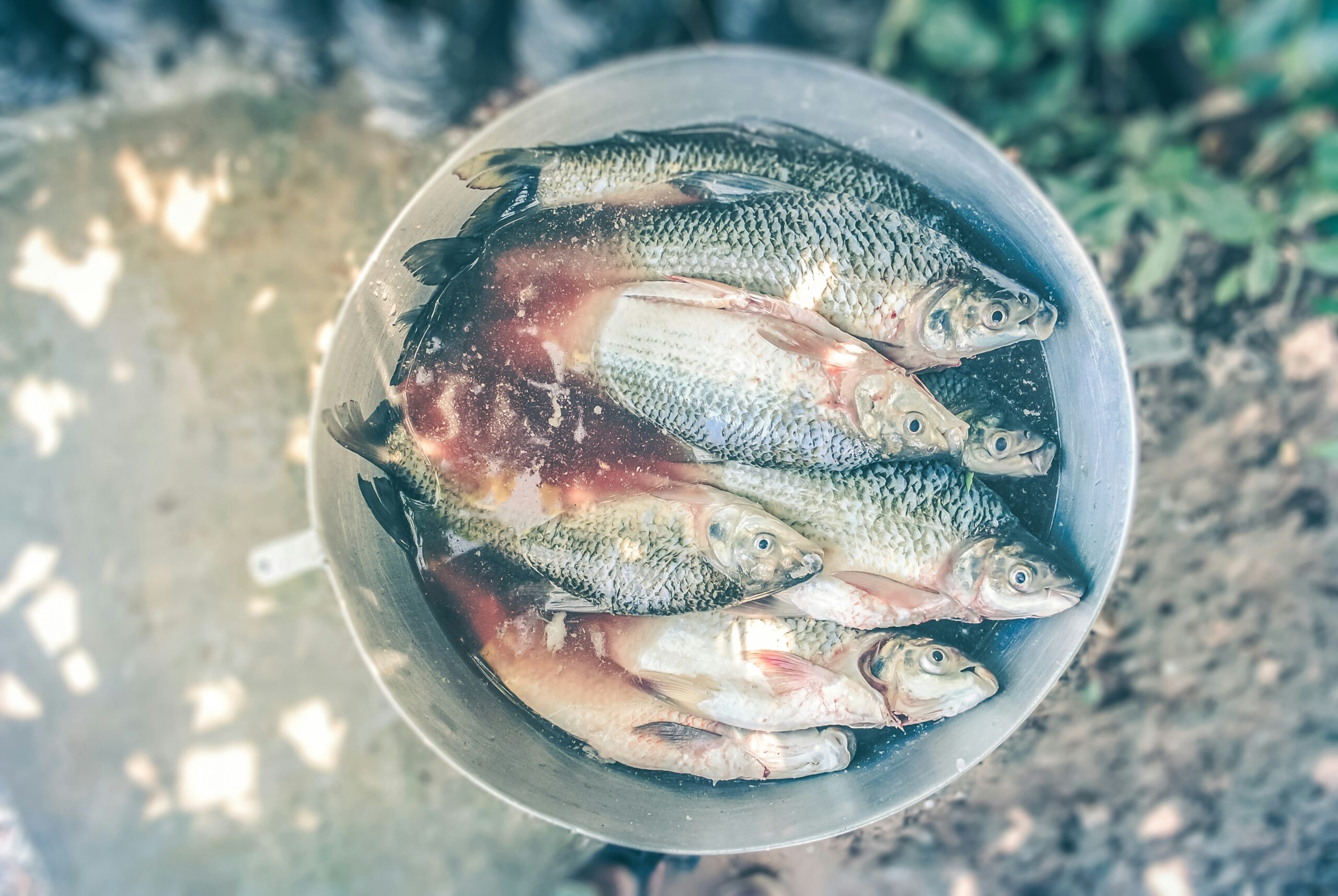 Tips for Safely Preparing and Storing Food in the Wilderness